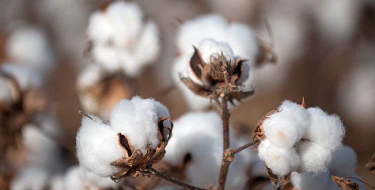 下游需求略有好转 郑棉短期或维持震荡走势