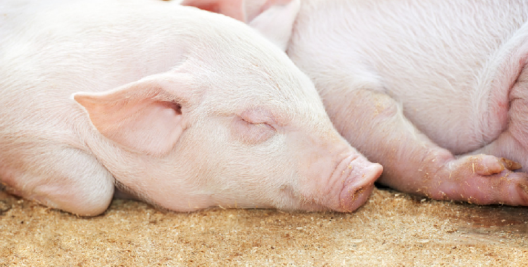 二育出栏情绪有所下滑 预计生猪行情维持底部震荡格局