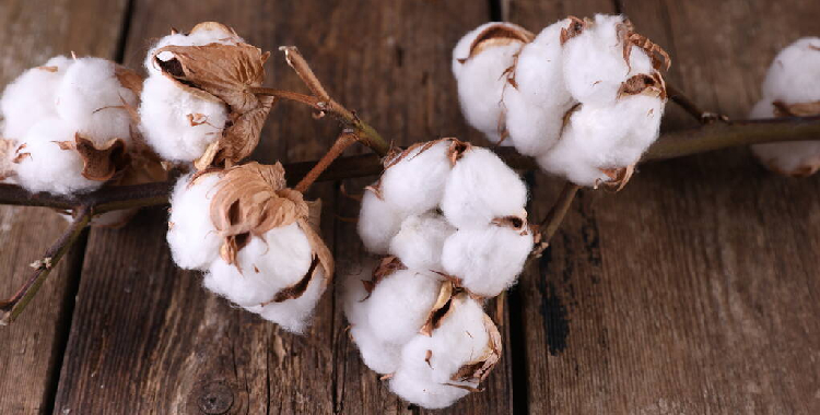 商品市场大幅波动影响 预计节前棉价宽幅震荡