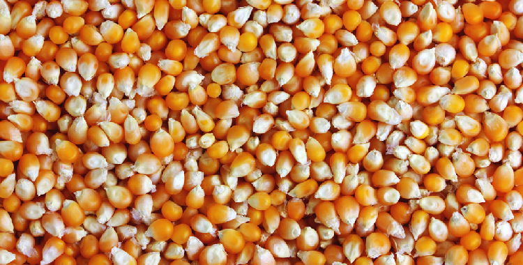 补库逐渐收尾 短期玉米期价预期进入区间波动