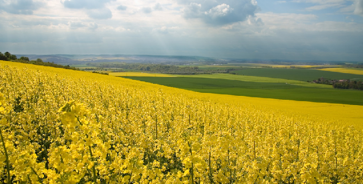 市场临近春节备货尾声 菜籽粕轻仓或清仓过节