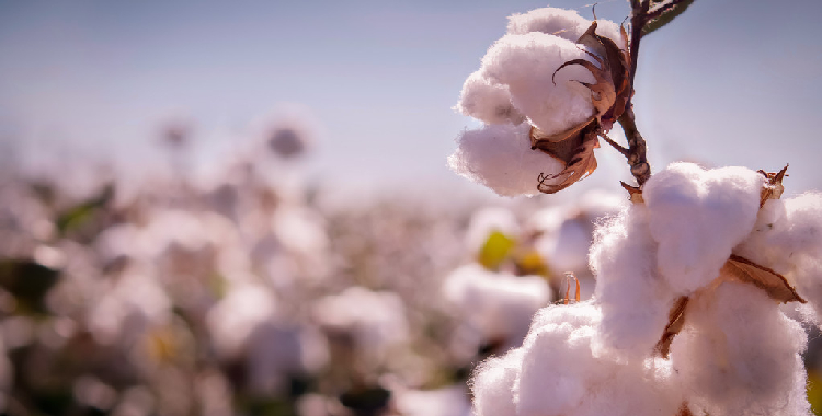 市场情绪有所降温 棉花短期或有一定回调