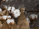 市场处传统消费旺季 预计棉花短期向上趋势仍不变