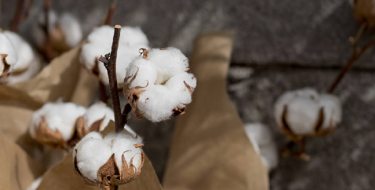 市场处传统消费旺季 预计棉花短期向上趋势仍不变