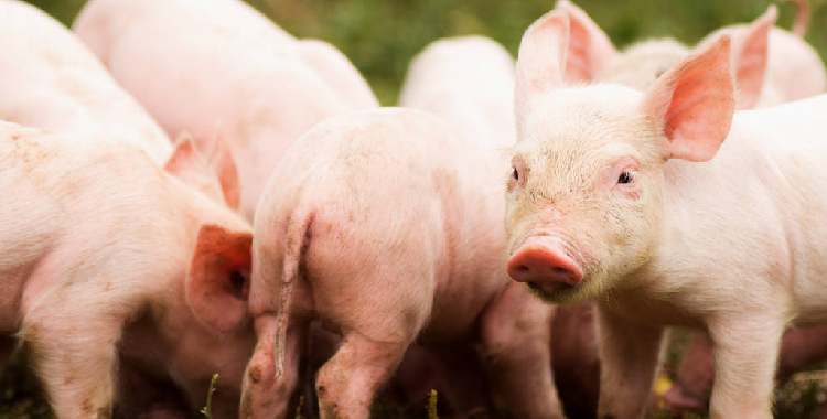 下游消费承接乏力 生猪短期或将继续承压运行