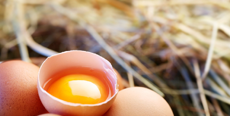 终端接货意愿下降 预计鸡蛋短期将延续稳中偏弱运行