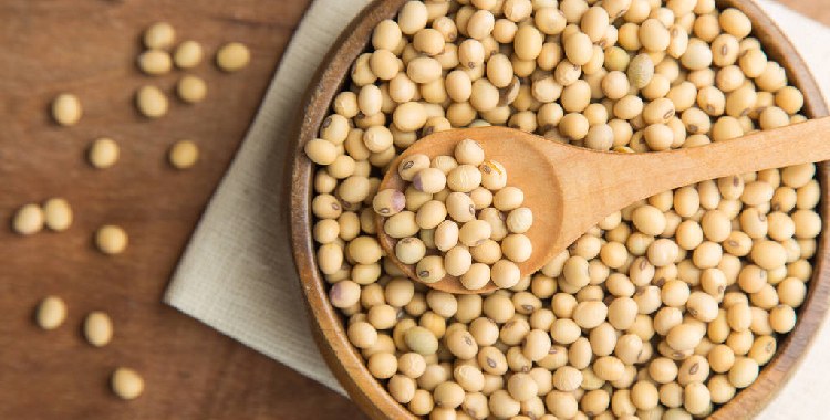 市场参与者观望情绪较浓 黄豆一号短期区间窄幅震荡运行