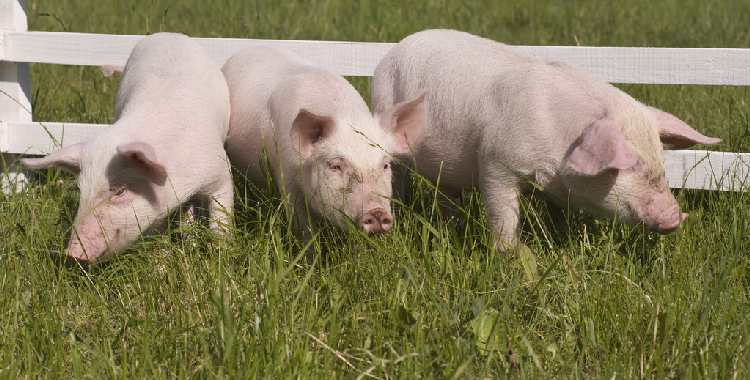 市场需求受季节性淡季制约 预计生猪短期将呈震荡偏弱运行