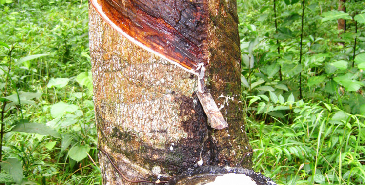 需求端走弱预期升温 橡胶短期维持震荡偏弱运行