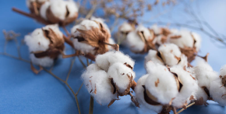 受传统旺季订单支撑 郑棉短期维持高位震荡偏强格局