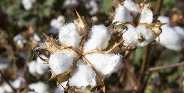市场需求韧性仍存 郑棉短期走势震荡偏强运行