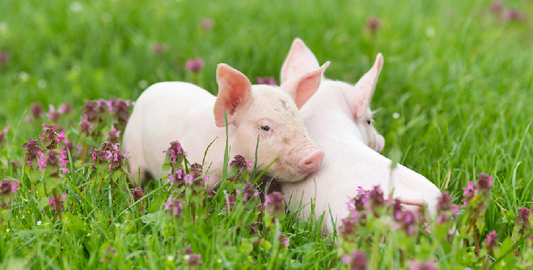 终端消费需求逐步回暖 生猪短期呈快速反弹态势